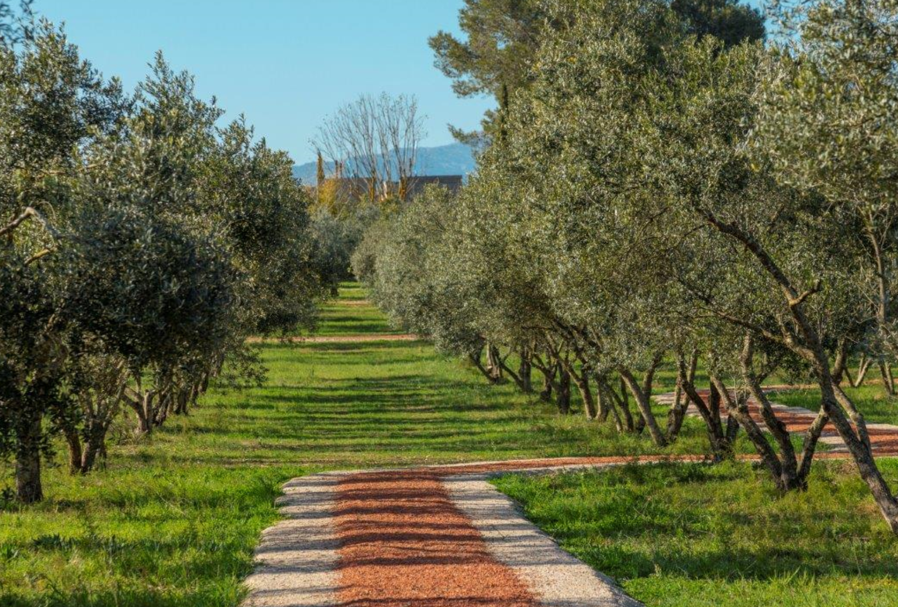 Mallorquinisches Olivenöl probieren