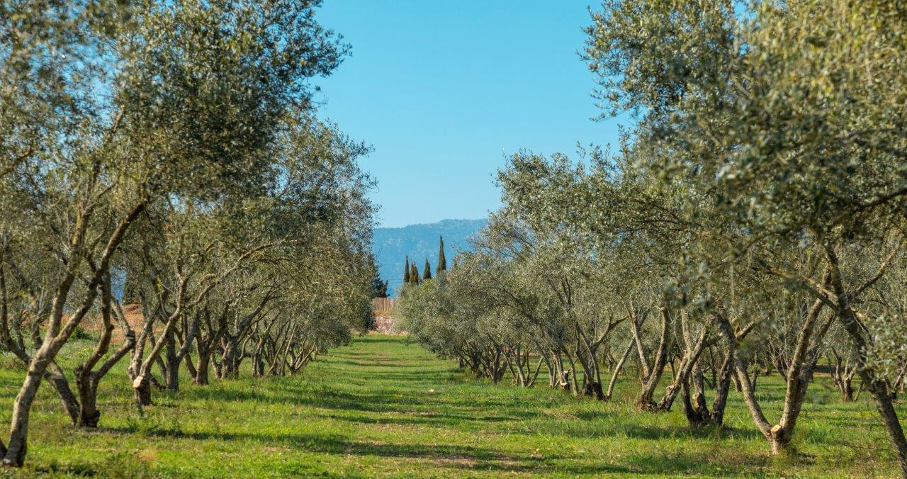 Oloeturismo en Mallorca