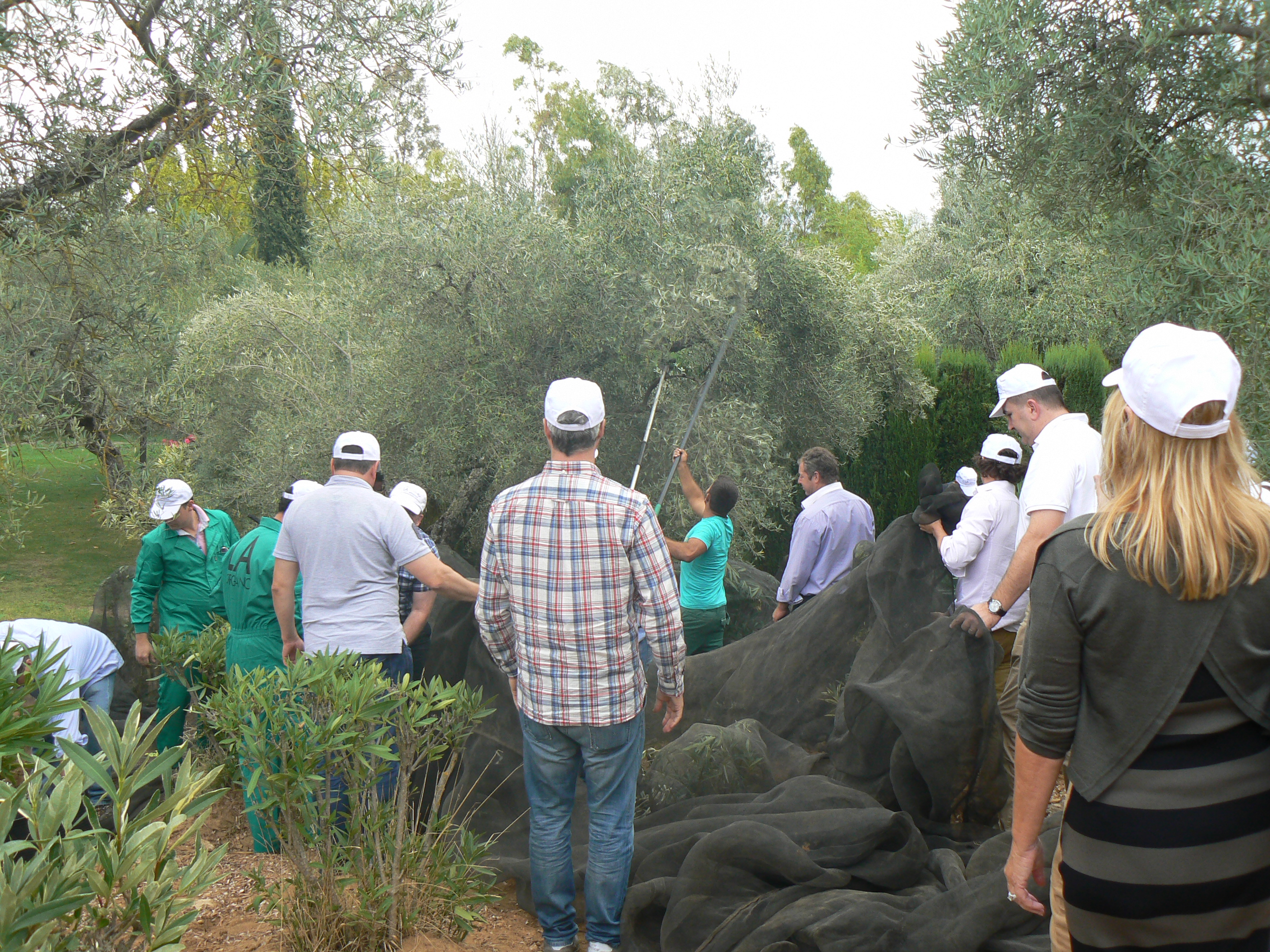 Recogida de aceitunas den Mallorca